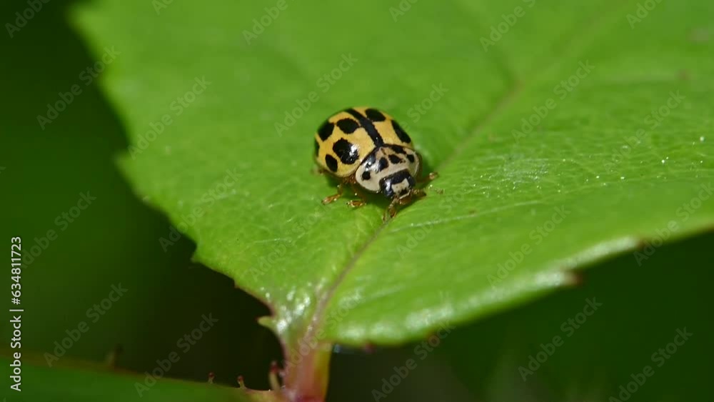 14-Spot Ladybird (Propylea quattuordecimpunctata) walking across a leaf. May,  Kent, UK. [Slow motion x5]