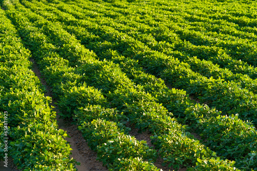 Peanut fields in August in Northeast China Peanut fields in August in Northeast China