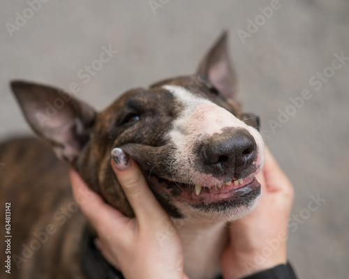 The owner squeezes the muzzle of a bull terrier outdoors.  © Михаил Решетников