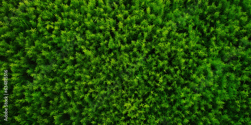 Green grass texture background. Top view of green grass in forest.