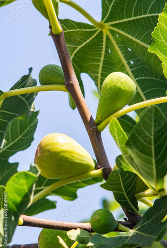 figs on tree