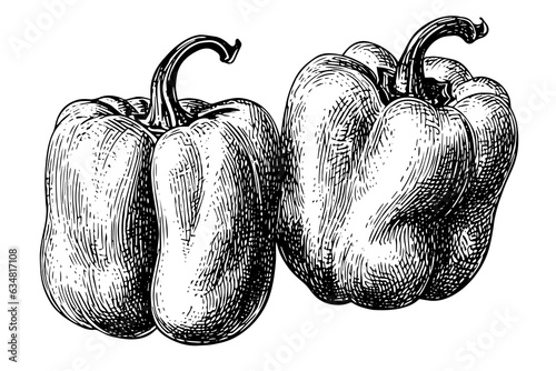 Pepper or paprika hand drawn vector illustration in engraving style.