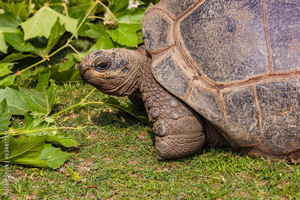 Nahaufnahme einer Schildkröte in grüner Natur Nahaufnahme einer Schildkröte in grüner Natur