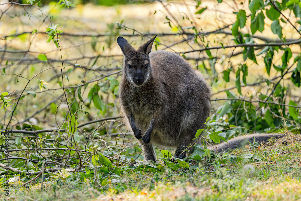 Fototapeta premium A Bennett kangaroo between branches in a zoo