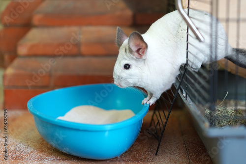 Chinchilla pours out of the cage into a basin of sand