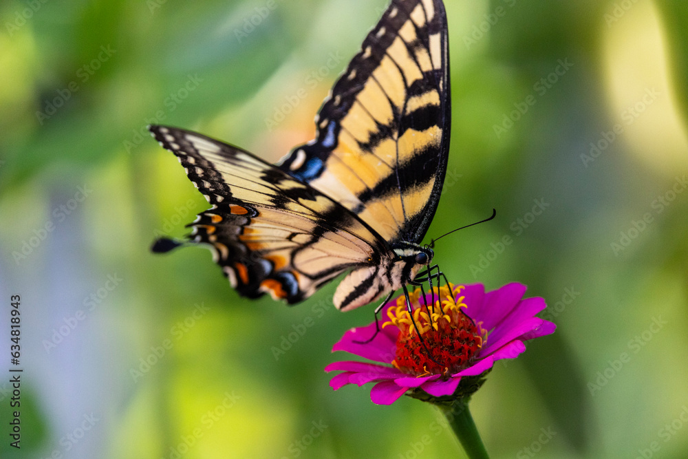 Butterfly Butterfly