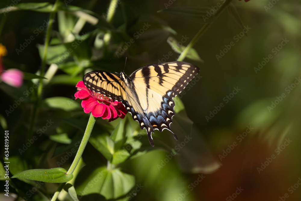 Obraz premium Butterfly 