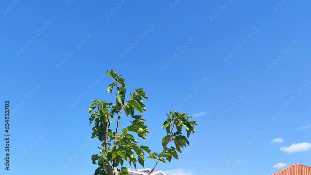 A view of a seagull flying over a tree, the roofs of houses in the background, a beautiful summer sky A view of a seagull flying over a tree, the roofs of houses in the background, a beautiful summer sky