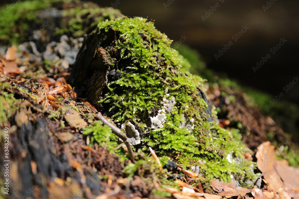 Detailaufnahme von grünem Moos in einem Wald Detailaufnahme von grünem Moos in einem Wald