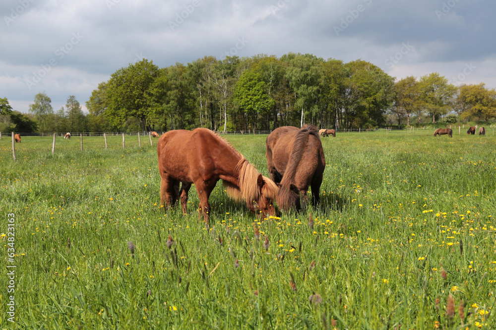 Islandpferde auf einer Wiese im Frühling in Nord Deutschland Islandpferde auf einer Wiese im Frühling in Nord Deutschland