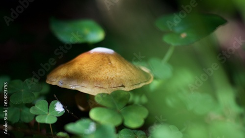 Backlit mushroom in the forest