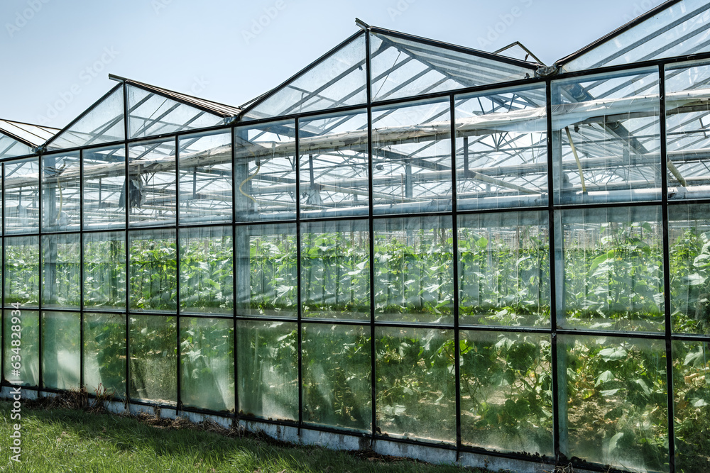 Perspective view of a modern industrial greenhouse in the Westland, the Netherlands. Westland is a region in of the Netherlands. Perspective view of a modern industrial greenhouse in the Westland, the Netherlands. Westland is a region in of the Netherlands.