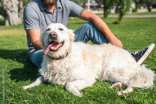 Man pet owner plays with his happy pet dog golden retriever outside on lawn public park during summer.