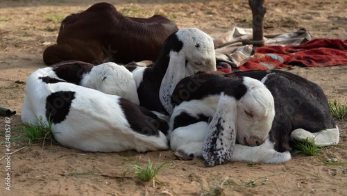 Funny poses of relaxed goat kids, baby goat sleeping in a farm photo