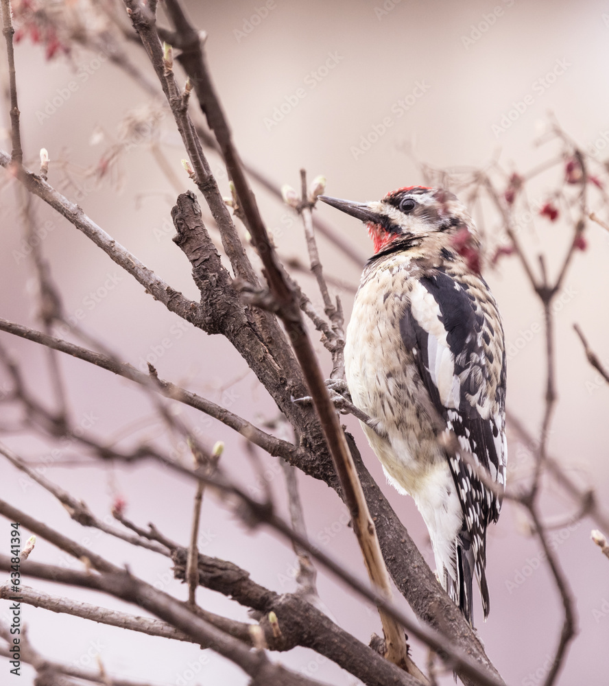 Fototapeta premium woodpecker among branches