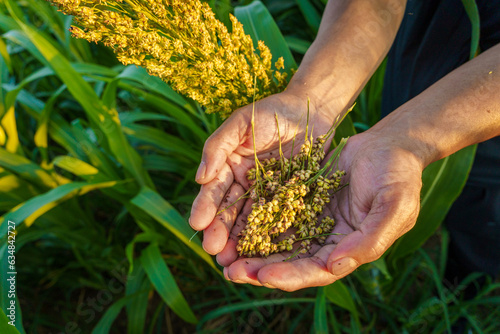 Sorghum Rice in Northeast China in August