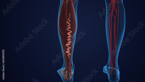 Concept of vascular disease, venous insufficiency, and varicose veins on the leg