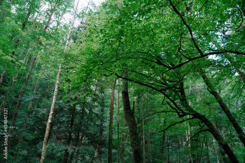 Scenic view of beautiful trees growing in woodland