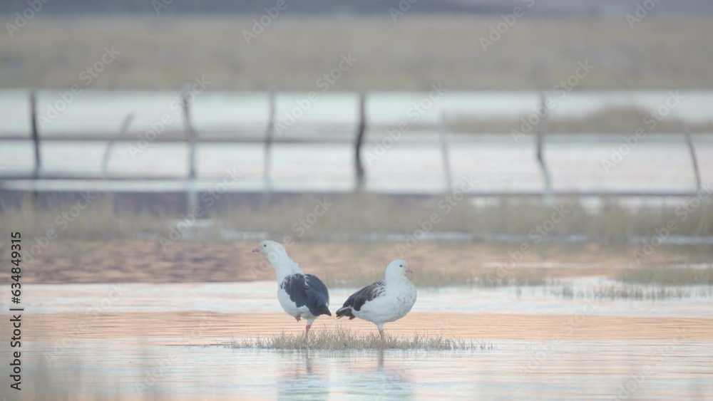 Frosty Serenade: Avian Harmony at a Cold Dawn by the Lake Frosty Serenade: Avian Harmony at a Cold Dawn by the Lake