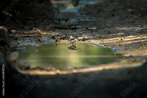 Vogel spiegelt sich in Pfütze. Naturzauber in kristallklarer Reflexion. Perfekt für kreative Naturprojekte.