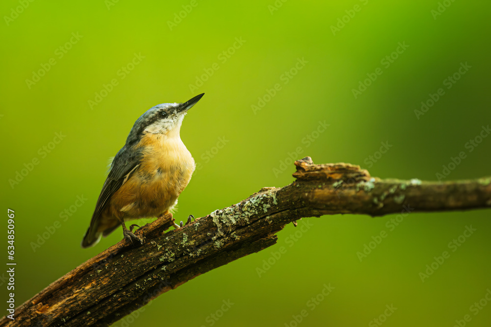 Eurasian nuthatch, (Sitta europaea) nice bird portrait Eurasian nuthatch, (Sitta europaea) nice bird portrait