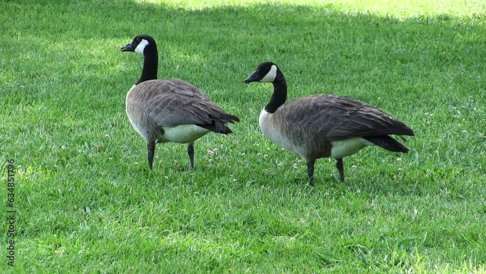 Two Canada Geese Standing On Green Grass Eating And Looking Around
Two Canada Geese Standing On Green Grass Eating And Looking Around