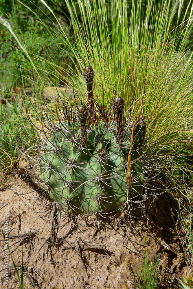 Cactus in calden forest landscape, La Pampa province, Patagonia, Argentina. Cactus in calden forest landscape, La Pampa province, Patagonia, Argentina.