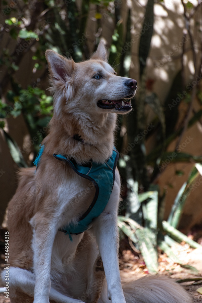 Brown Husky like looking cute dog sitting in the backyard, garden, resting on the hot summer day, blue turquoise collar, Brown Husky like looking cute dog sitting in the backyard, garden, resting on the hot summer day, blue turquoise collar,