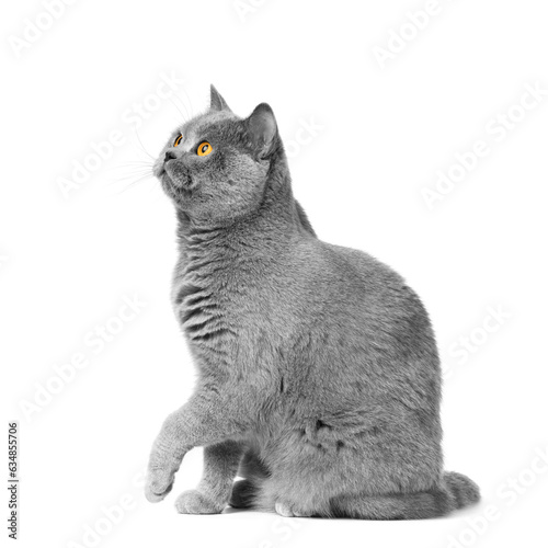 British shorthair cat sits on a white background with a raised paw.