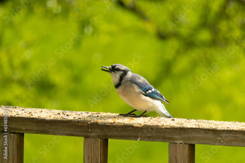 This pretty blue jay came out on the railing of my deck for some birdseed. I love this bird's blue, grey, and black colors. This corvid is in the crow family and can recognize people's faces. © Larry
