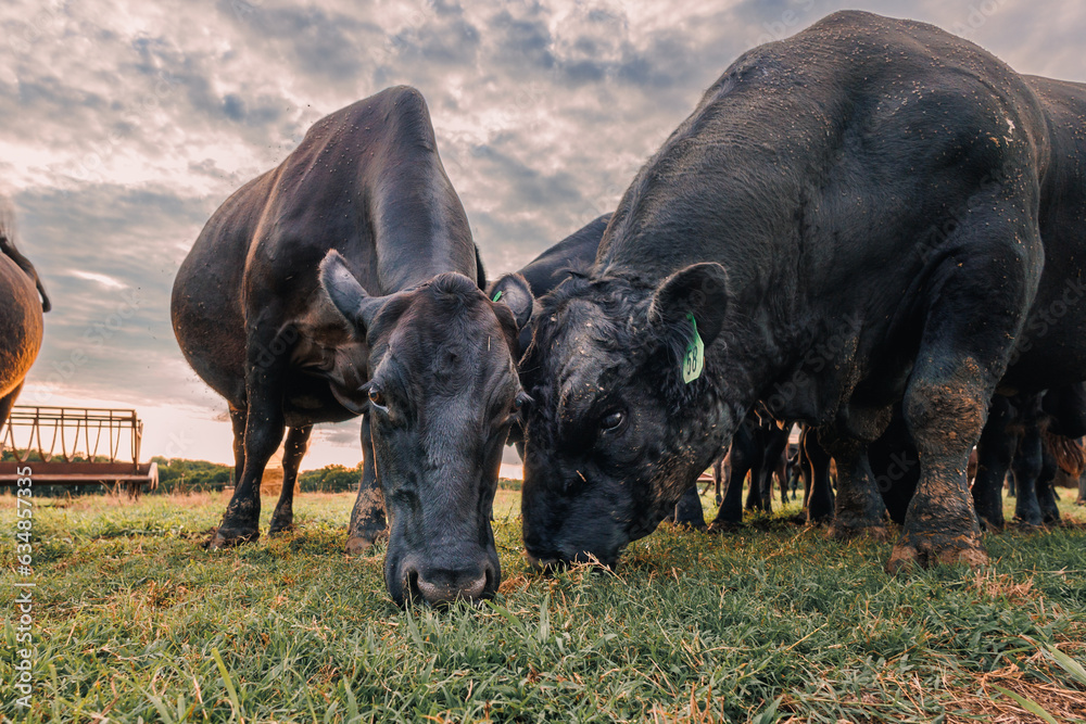 Texas cattle