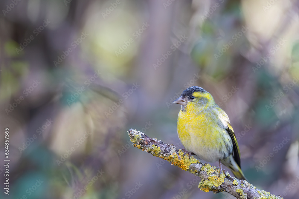 Naklejka premium The Eurasian siskin or European siskin (Spinus spinus) , small passerine bird in the finch family Fringillidae.