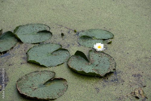 Water Lily and lily pads in green algae