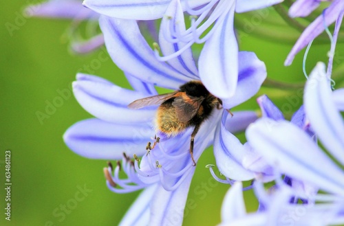 Save the bumble bee on green Blue, African Lily flower on green African agapanthus with wasp bumble bee collecting pollen pollination stock, photo, photograph, image, picture, 