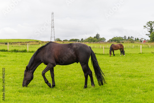 A black horse in a field on a summers day in Scotland. 
 