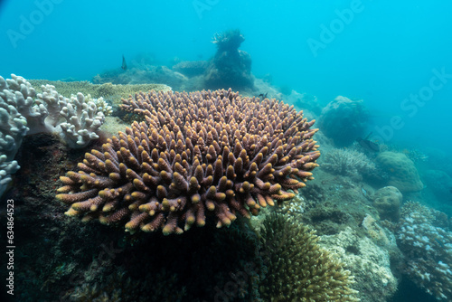 corals in fitzroy island ,australia.