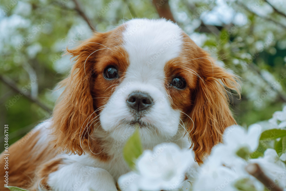 Loveable Cavalier King Charles Spaniel with reddish ears walk outdoor. Baby with shaggy fur rest in cherry blossom.