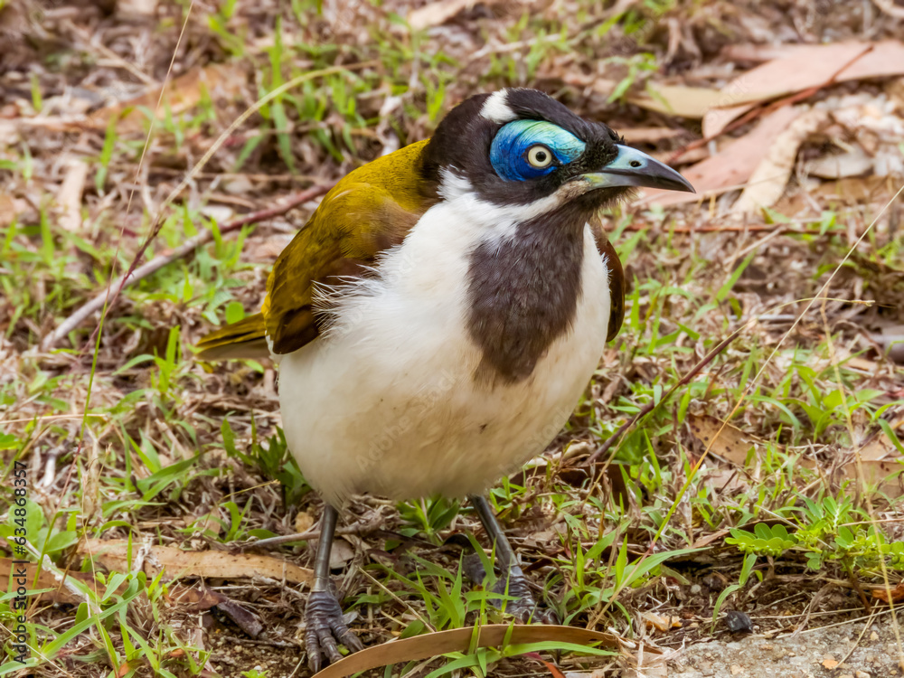 Obraz premium Blue-faced Honeyeater in Queensland Australia