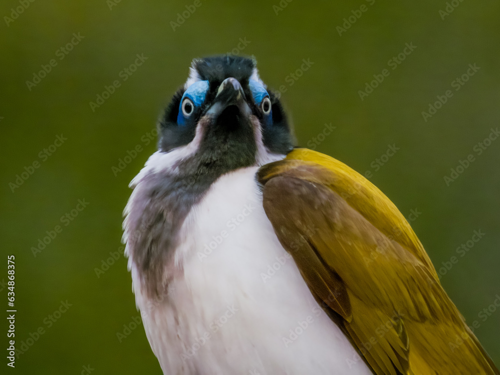 Fototapeta premium Blue-faced Honeyeater in Queensland Australia