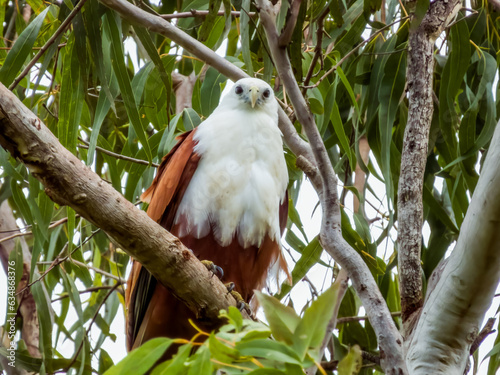 Brahminy Kite in Queensland Australia