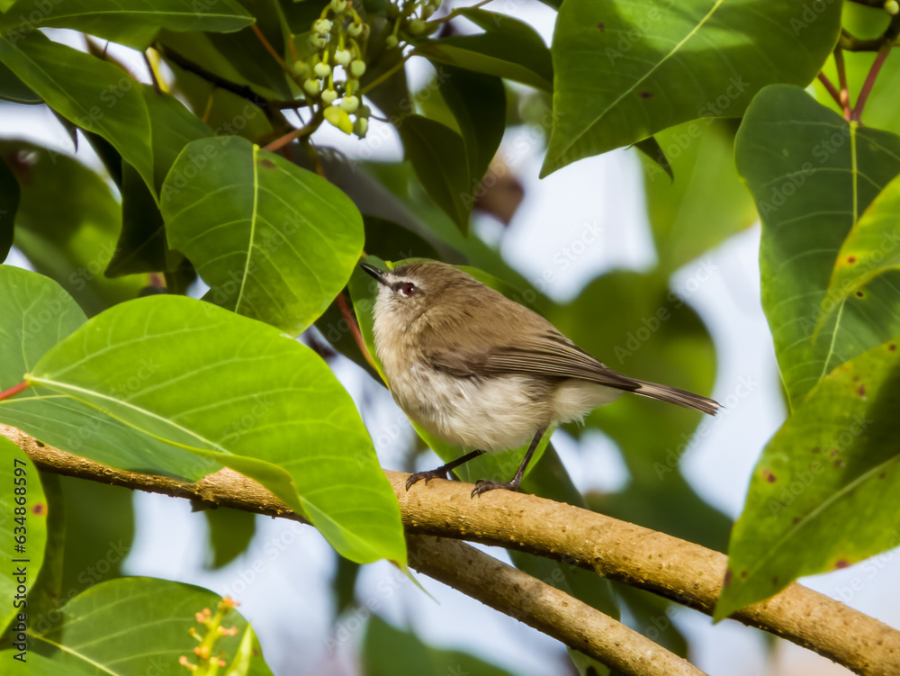 Brown Gerygone in Queensland Australia Brown Gerygone in Queensland Australia