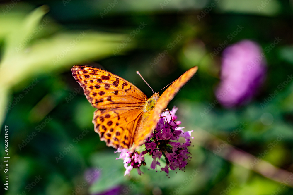 orange butterfly orange butterfly