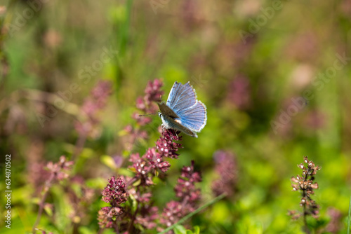 polyommatus icarus