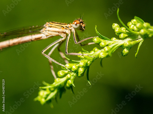 dragonfly