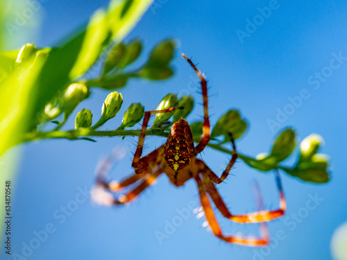 spider