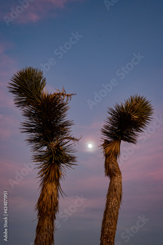 palm tree silhouette