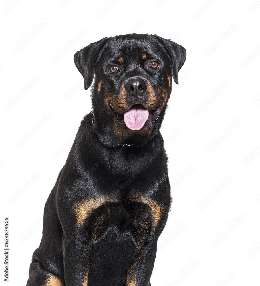 Head shot of a Rottweiler panting isolated on white