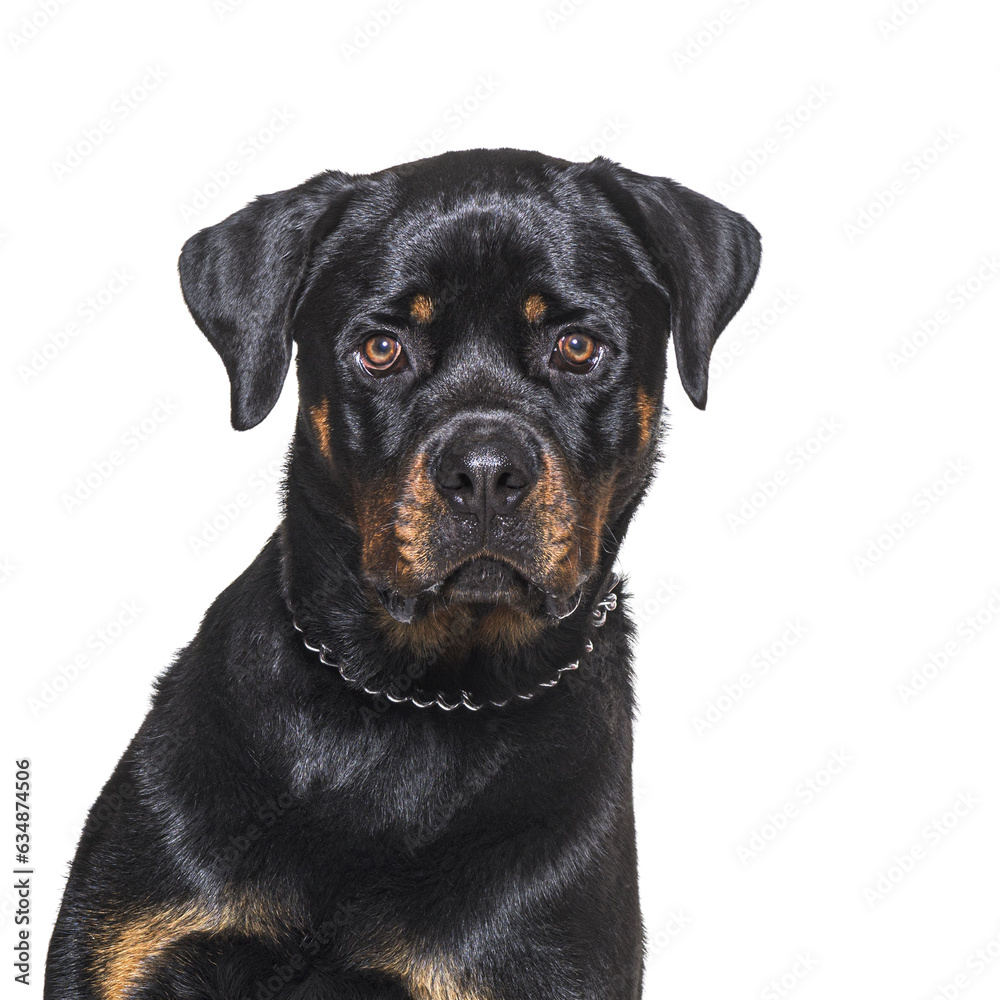 Head shot of a Rottweiler looking at the camera, isolated on white Head shot of a Rottweiler looking at the camera, isolated on white