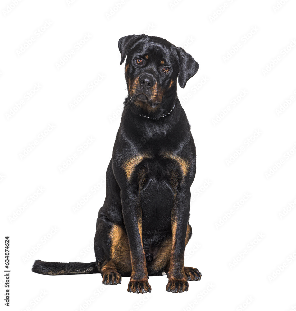 Sitting Rottweiler facing the camera, isolated on white