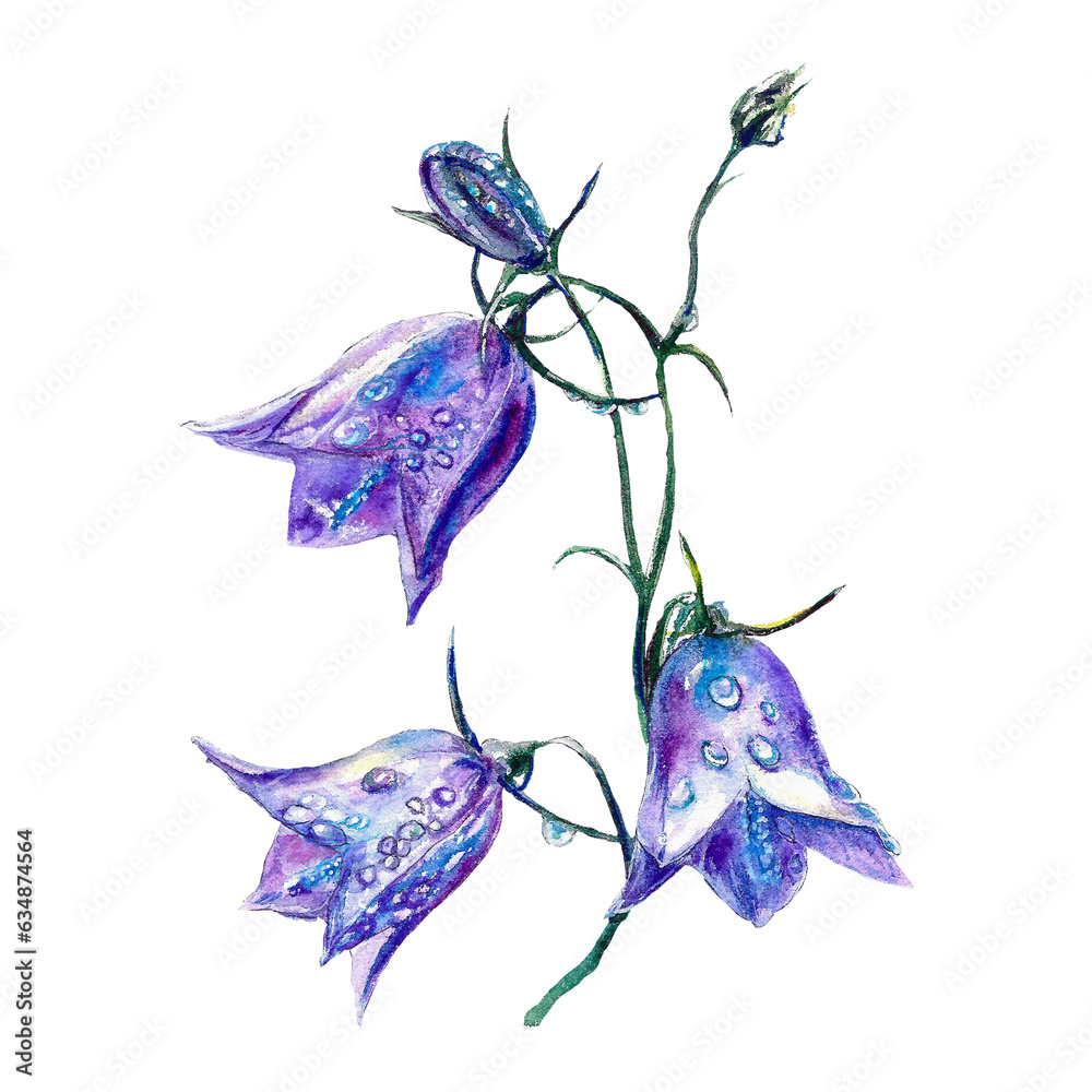 Watercolor blue bells. Meadow flowers botanical illustration isolated on white background. Greeting cards, wedding invitations, summer flyers, covers.